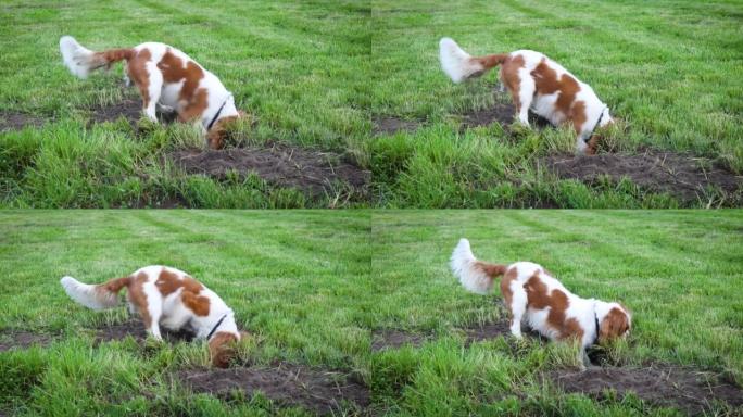 白色和棕色的狗在花园和公园挖了一个洞，追逐一只鼹鼠。
草地上的狗，电影，剪辑右侧