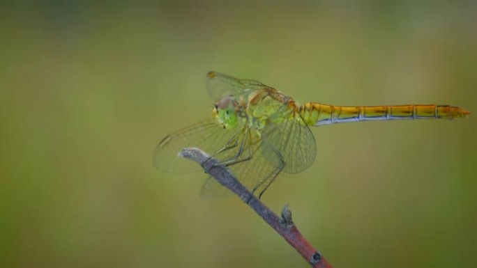 树枝上的黄蜻蜓，特写。