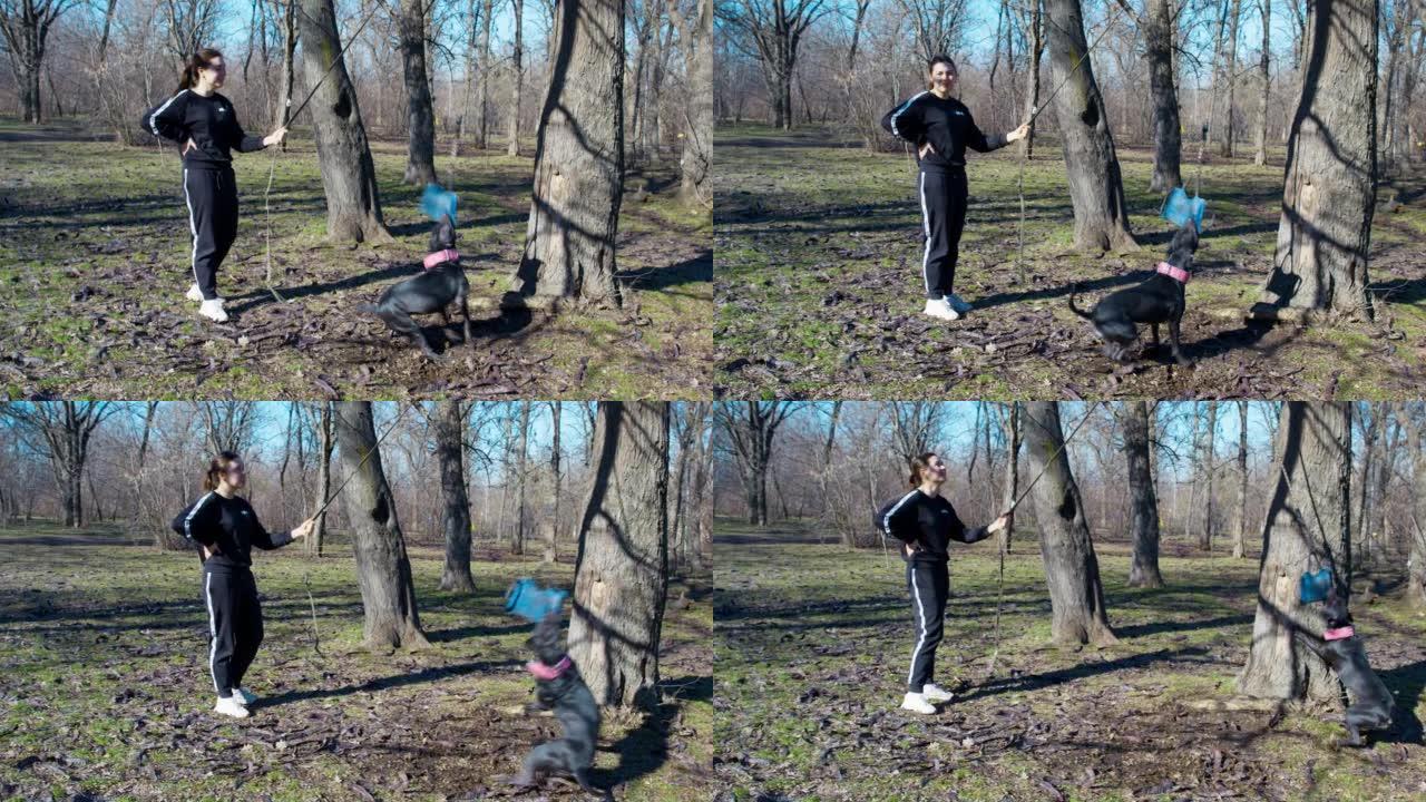 快乐狗享受弹丸捕捉及树枝的跳高训练。美国斗牛犬和一名女子在阳光明媚的公园散步