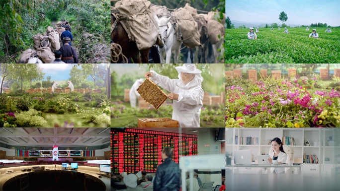 上交所空镜蜜蜂采蜜茶马古道采茶合集4K