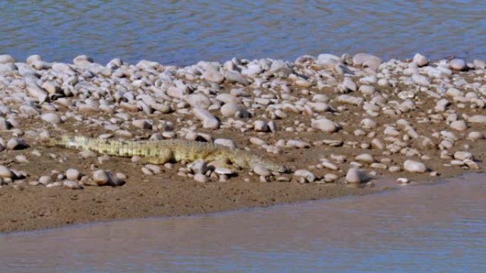 鳄鱼，尼洛鳄，躺在卵石岸