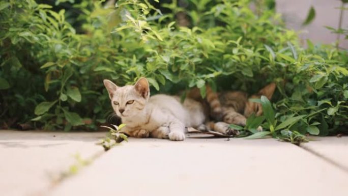 猫躺在院子里惬意