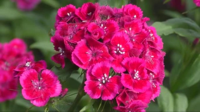 土耳其康乃馨花 (拉丁语.Dianthus barbatus)