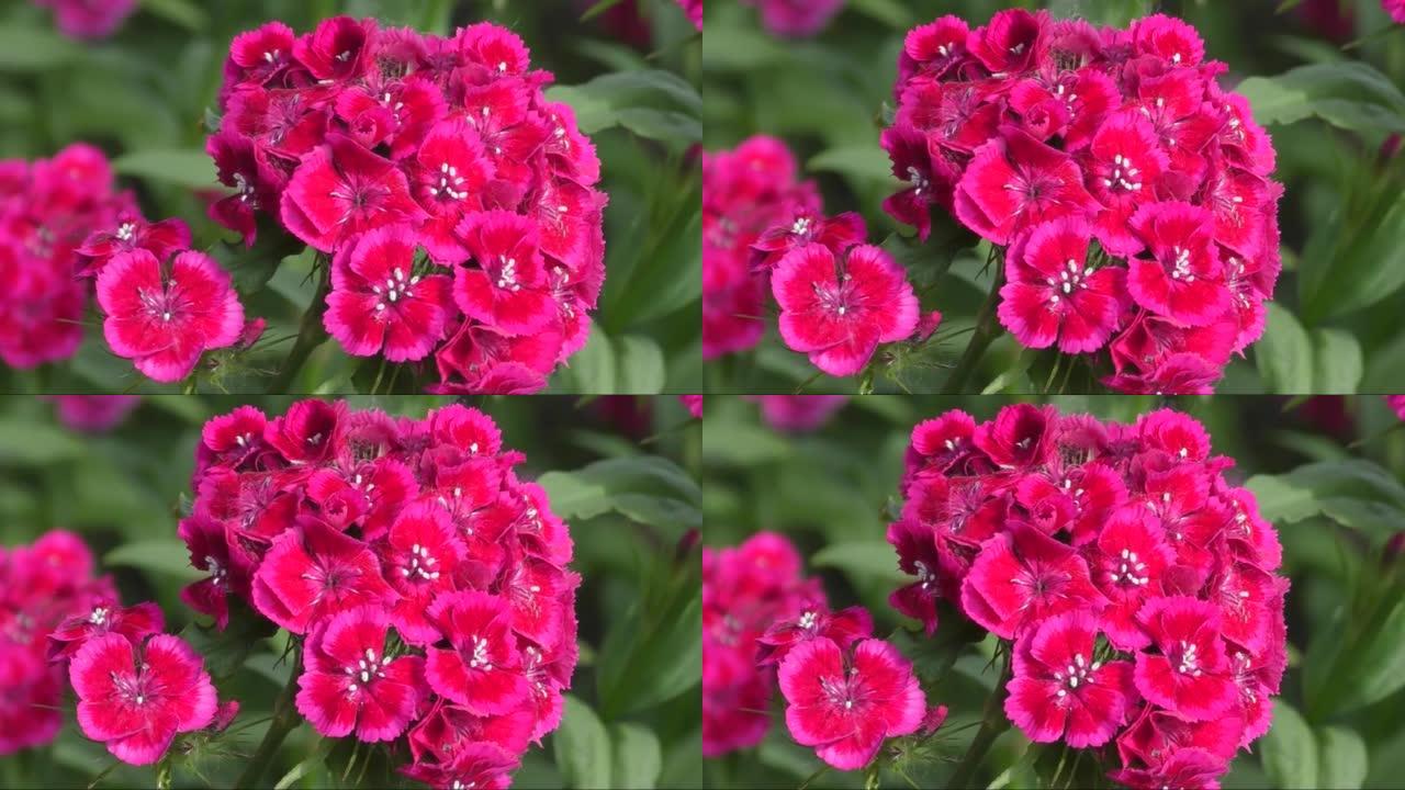 土耳其康乃馨花 (拉丁语.Dianthus barbatus)