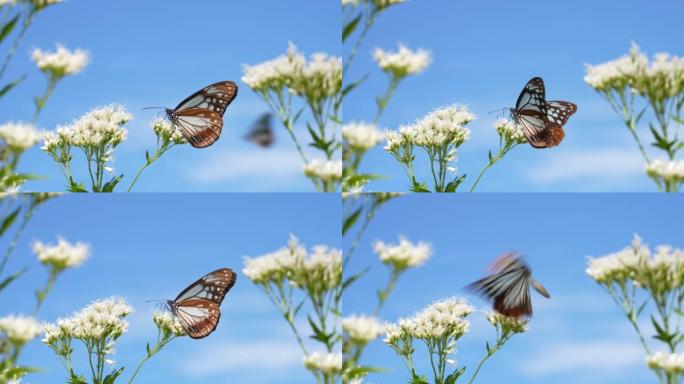 一只名为 “栗子老虎” 的蝴蝶飞来飞去的4k慢动作视频