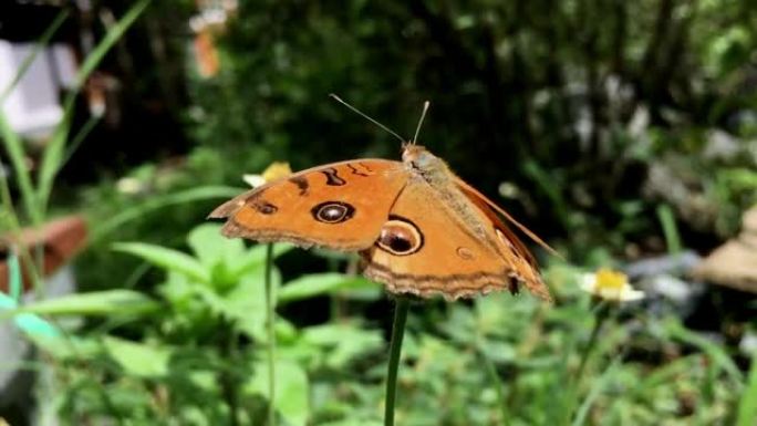 Beauty In Nature, Butterfly On flower, Slow Motion