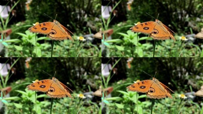 Beauty In Nature, Butterfly On flower, Slow Motion