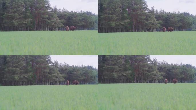 欧洲野牛在森林环绕的田野上放牧。春天