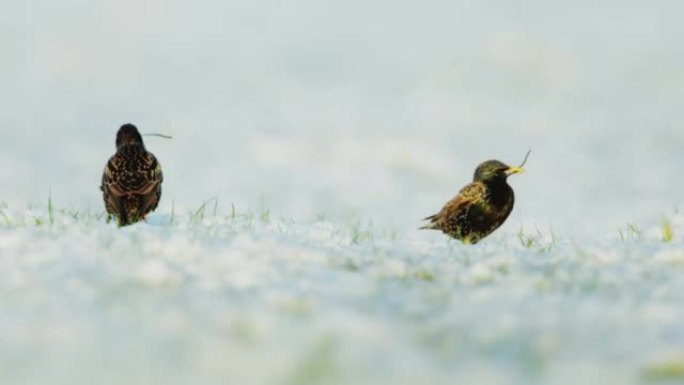 雪中两只小鸟的细节照片