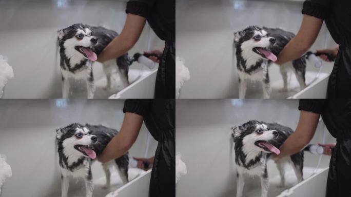 兽医中心美容沙龙洗狗，有趣的黑白哈士奇正在浴室洗澡