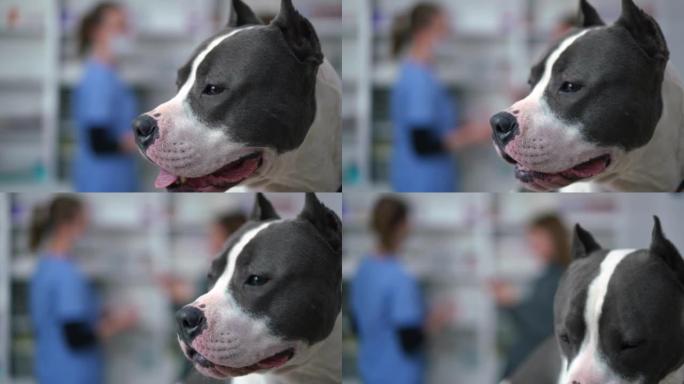 兽医诊所里平静听话的狗的侧视头像，背景模糊的女人在说话。纯种美国斯塔福德郡梗等候主人在室内咨询兽医。