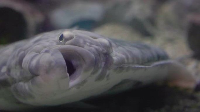 挪威大水族馆里的鱼: 大比目鱼