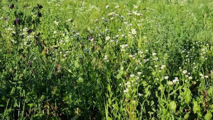 田野白花。在绿色的田野里盛开的紫菊甘菊。埃里格隆·弗勒巴内