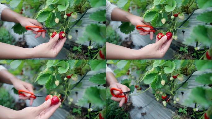 亚洲妇女去草莓农场采摘草莓度假。