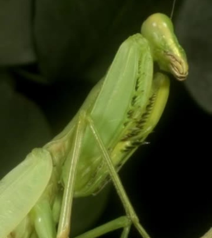 垂直视频: 大型绿色螳螂坐在树枝上的特写。极端特写