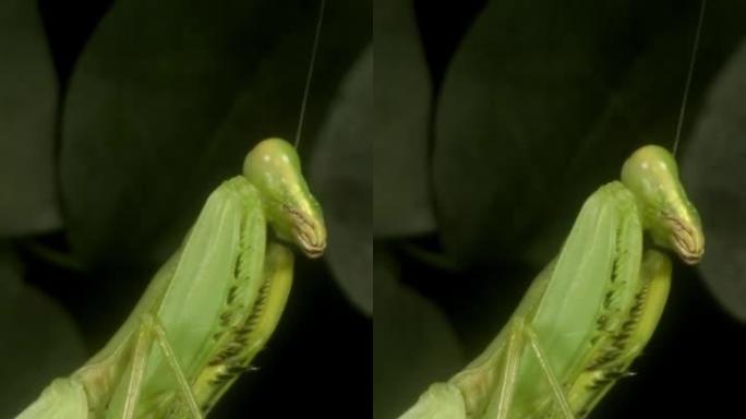 垂直视频: 大型绿色螳螂坐在树枝上的特写。极端特写