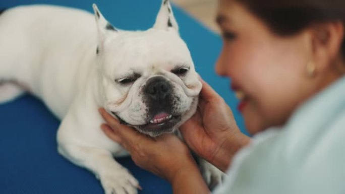 微笑的女人和可爱的法国斗牛犬一起享受瑜伽。