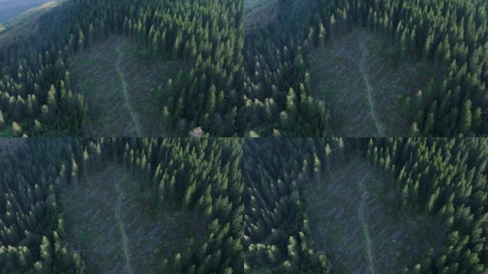 Euripe东部明显削减和森林砍伐的空中无人机视图