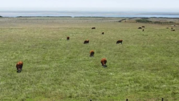 在绿草上放牧的奶牛的无人机空中飞行视图。西加利福尼亚的农业。健康动物