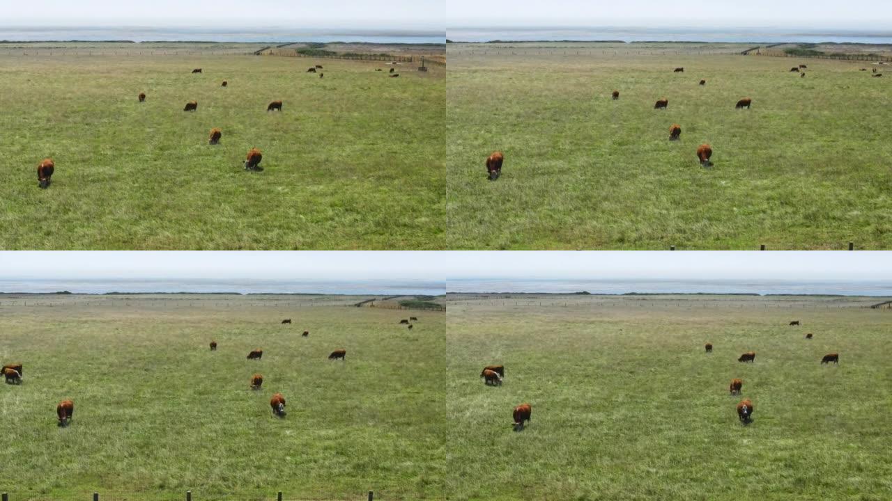 在绿草上放牧的奶牛的无人机空中飞行视图。西加利福尼亚的农业。健康动物