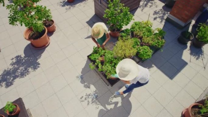 CS两名妇女在阳光明媚的屋顶花园照顾植物