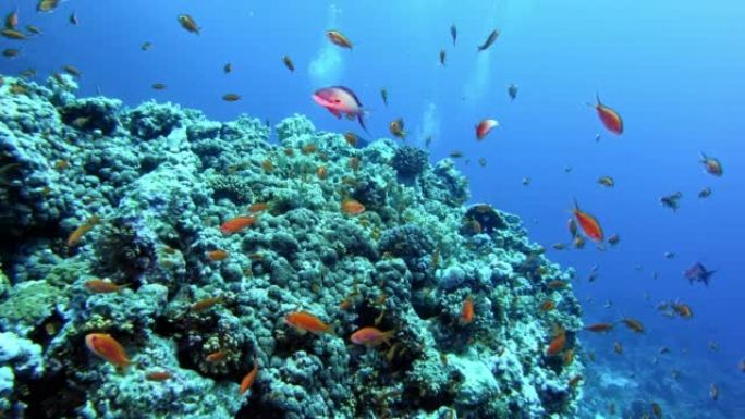充满活力的水下珊瑚礁与鱼群