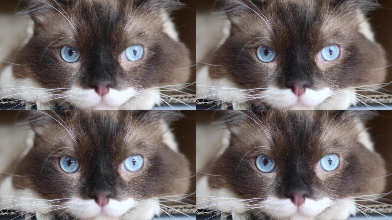 可爱的布娃娃猫凝视和眼球快速移动的特写镜头，可爱的蓝眼睛的黑猫的头像，4k慢动作镜头。