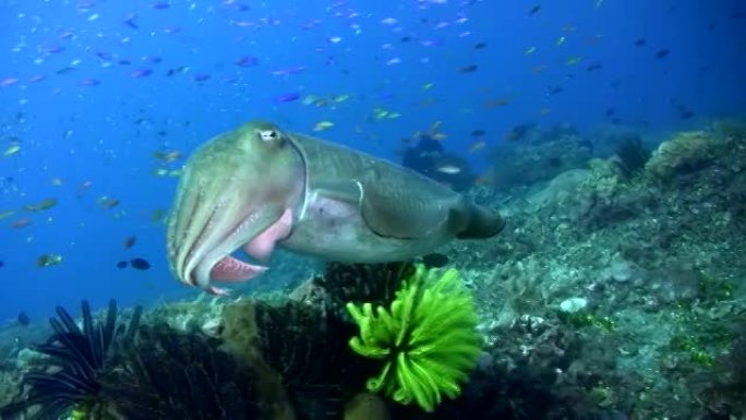 Pharaon cuttlefish (Sepia pharaonis) changing colo