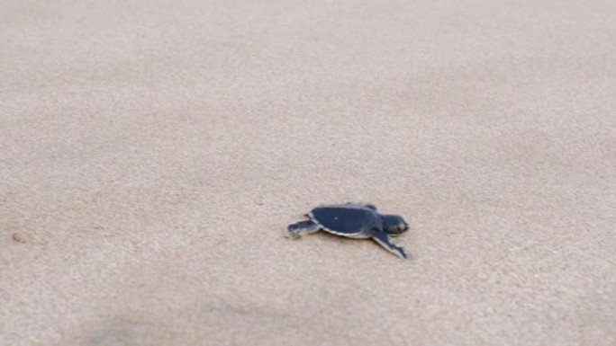 小海龟在海滩上爬行