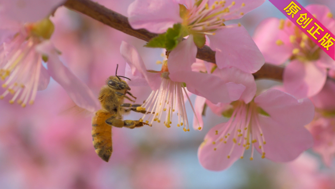 4K原创拍摄-蜜蜂采蜜微距特写升格慢动作
