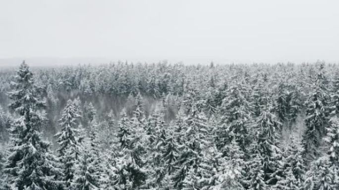 空中风景如画的冰冻森林，积雪覆盖云杉和松树。降雪时的俯视图天桥冬季林地。无人机飞过树梢。雪花落下。飞