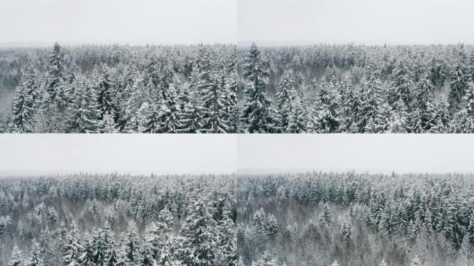 空中风景如画的冰冻森林，积雪覆盖云杉和松树。降雪时的俯视图天桥冬季林地。无人机飞过树梢。雪花落下。飞