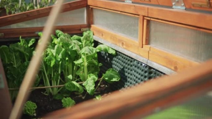 DS瑞士甜菜和生菜生长在高花园床的冷框架内