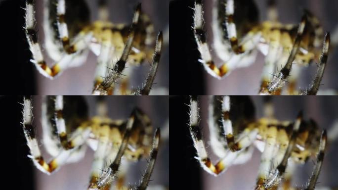 慢动作60 fps的蜘蛛，刚毛的爪子，下颌骨的微距镜头。可怕的令人毛骨悚然的昆虫，详细的宏观视频，黑