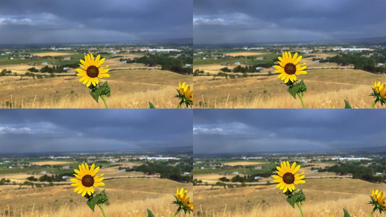 爱达荷州博伊西的郊区，向日葵在风中轻轻波动。在戏剧性的暴风雨天空下，背景中的彩虹