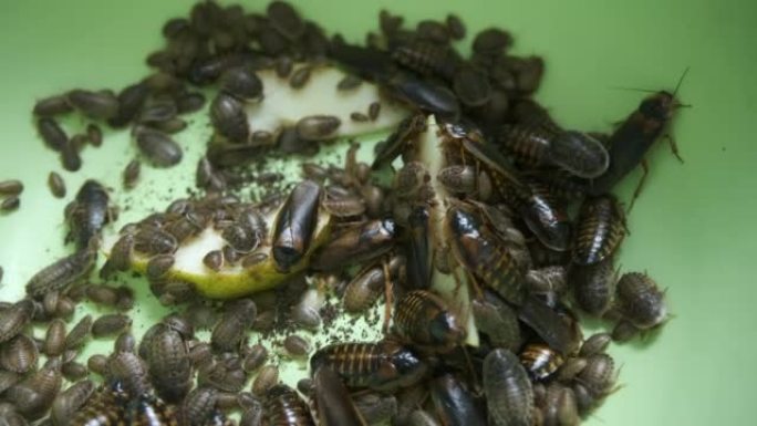许多阿根廷蟑螂吃梨在骨盆中爬行，特写镜头。