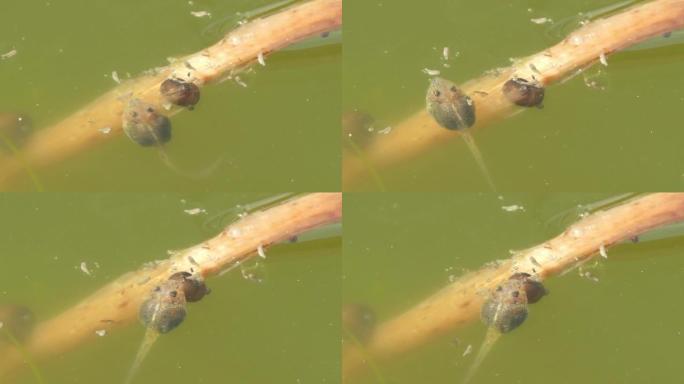 蝌蚪在池塘里游泳。