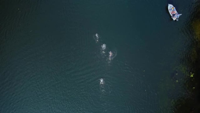 无人机拍摄的公开水域游泳比赛的俯视图