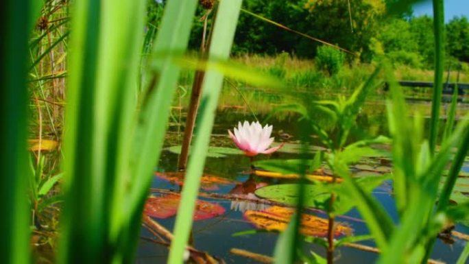 Pink lotus water lily flower opening in pond, wate
