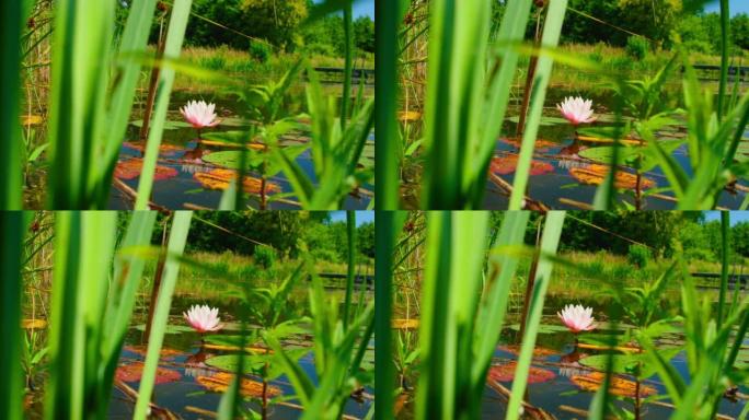 Pink lotus water lily flower opening in pond, wate