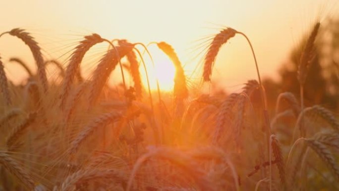 麦田，麦穗在慢动作中摇曳，微风轻拂，特写镜头。夏季傍晚健康成熟的小穗。肥沃的土壤，丰收节，作物产量。