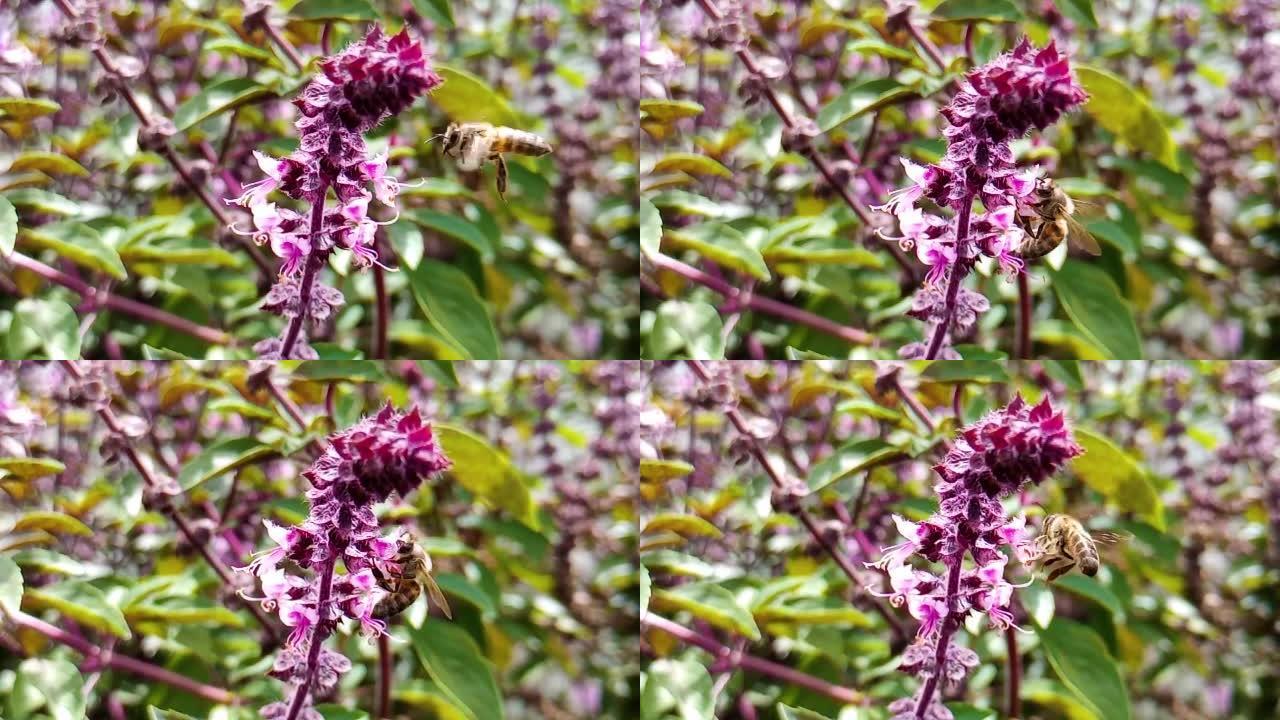 蜜蜂在室外自然阳光照射的有机花园中授粉罗勒花。放松和冥想的空间。
