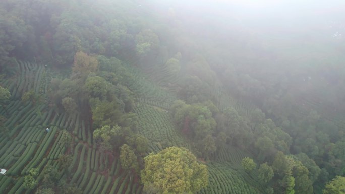 茶园 茶山 晨雾龙井茶园