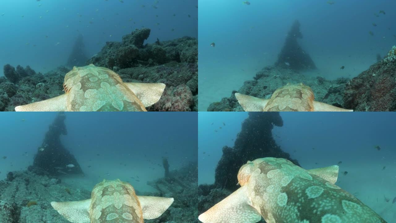 鲨鱼在历史悠久的沉船上滑过水面时的FVP视图。水下动物运动。