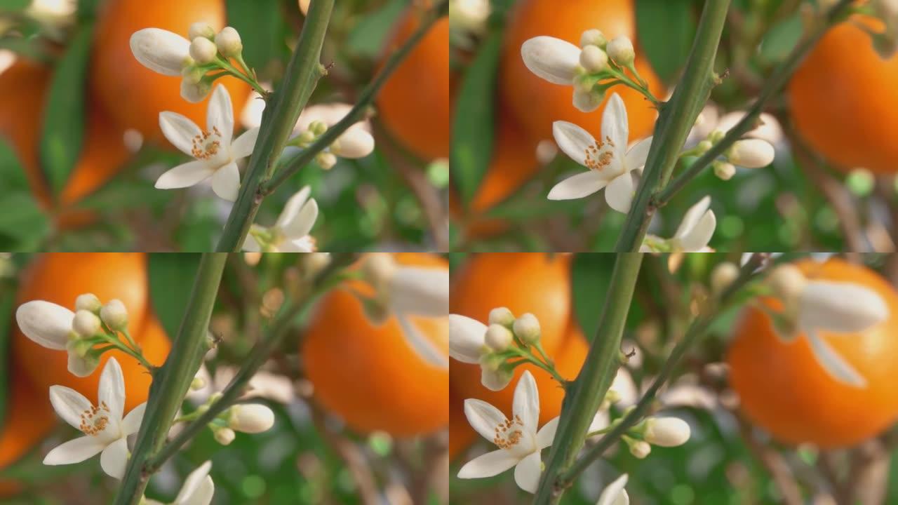 香橙花