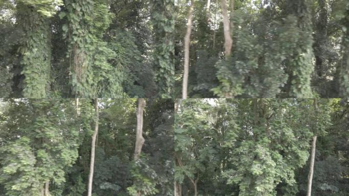 Aeial view仔细观察印度尼西亚的热带森林