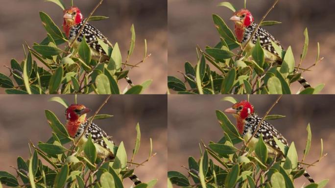 在非洲东部发现的非洲Barbet的红色和黄色barbet Trachyphonus erythroc