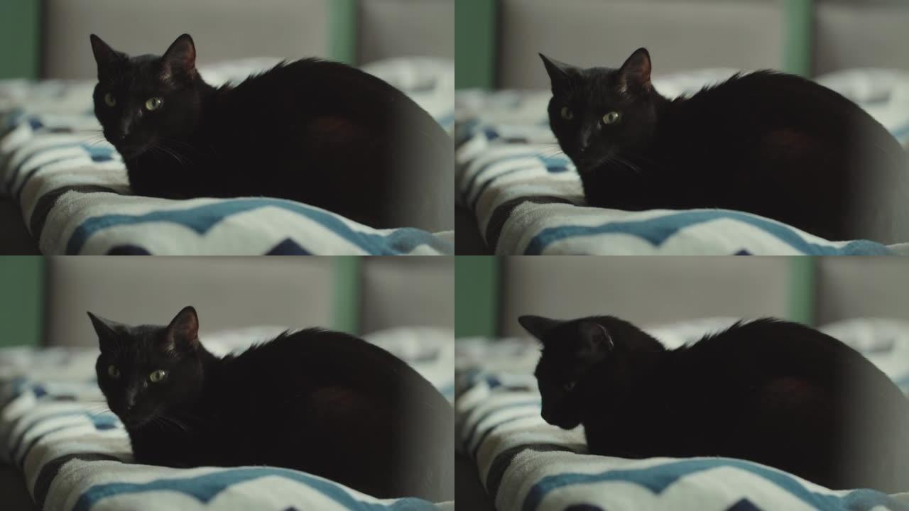 黑猫在床上放松黑色小猫咪实拍特写镜头