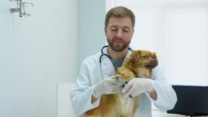 兽医在兽医诊所割断狗的爪子