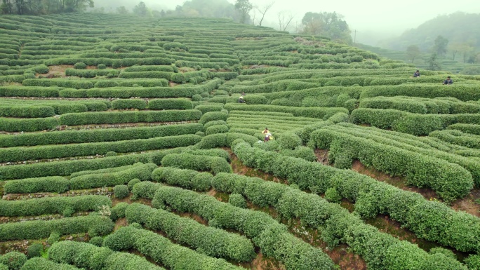 杭州龙井茶园 采茶 明前茶